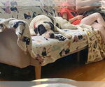 Small #7 American Staffordshire Terrier-Bulldog Mix