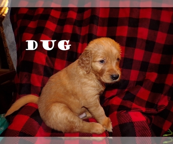 Medium Photo #4 Golden Retriever Puppy For Sale in HAM LAKE, MN, USA