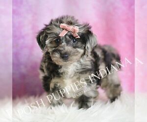 Yorkipoo Litter for sale in WARSAW, IN, USA