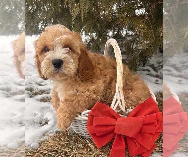 Medium Photo #2 Cavapoo (Miniature) Puppy For Sale in MIDDLEBURY, IN, USA