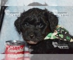 Small Photo #13 Australian Shepherd-Poodle (Toy) Mix Puppy For Sale in SANGER, TX, USA