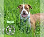 Small #6 American Bulldog