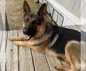 Father of the German Shepherd Dog puppies born on 04/05/2026