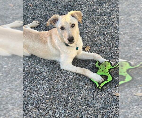 Medium Photo #6 Mutt Puppy For Sale in Rockaway, NJ, USA