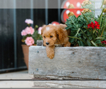 Small #1 Cockapoo (Miniature)