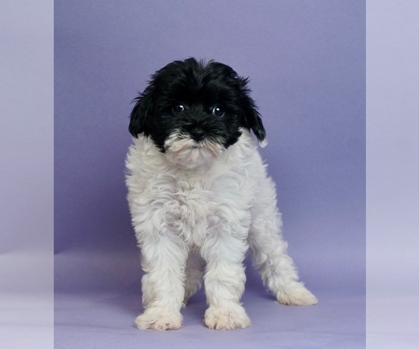 Medium Photo #3 Shih Tzu-YorkiePoo Mix Puppy For Sale in WARSAW, IN, USA