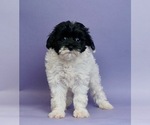 Small Photo #3 Shih Tzu-YorkiePoo Mix Puppy For Sale in WARSAW, IN, USA