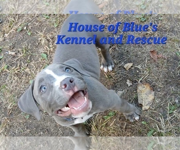 Medium Photo #6 American Pit Bull Terrier Puppy For Sale in DELAWARE, OH, USA
