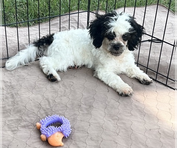 Medium Photo #1 Shih Tzu Puppy For Sale in GLOUCESTER, VA, USA