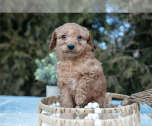 Medium Cavapoo