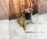 Small Photo #4 Pug Puppy For Sale in RIPLEY, MS, USA