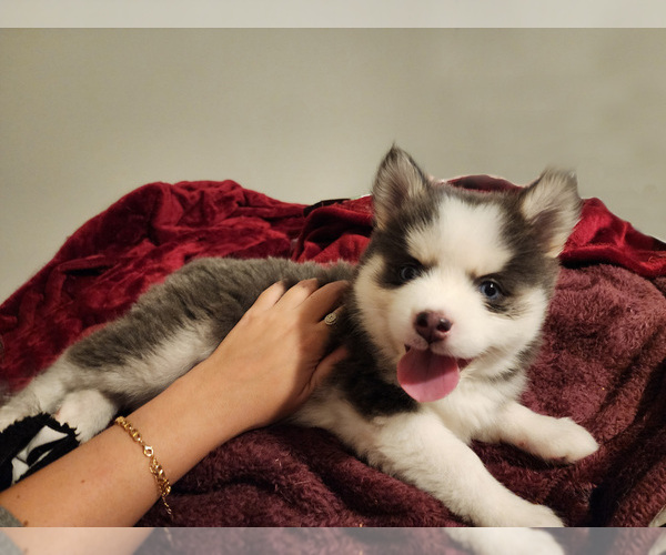 Medium Photo #1 Pomsky Puppy For Sale in PEABODY, MA, USA