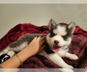 Pomsky Puppy for sale in PEABODY, MA, USA