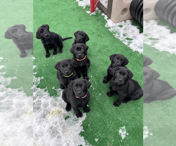 Medium Photo #7 Labrador Retriever Puppy For Sale in LISBON, CT, USA
