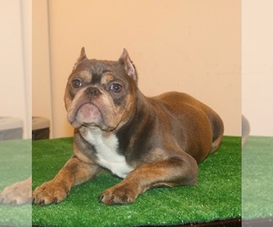 American Bully Puppy for sale in NEW LONDON, CT, USA