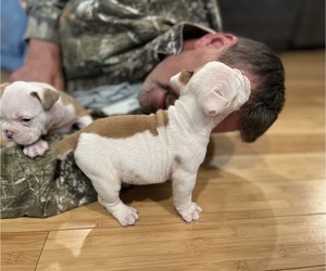 Olde English Bulldogge Puppy for sale in SMITHS GROVE, KY, USA