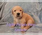 Puppy Lavender Female Golden Retriever