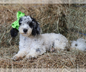 Poodle (Miniature) Puppy for sale in LIBERTY, KY, USA