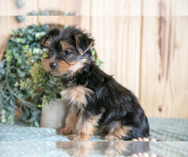 Medium Photo #3 Yorkshire Terrier Puppy For Sale in QUARRYVILLE, PA, USA