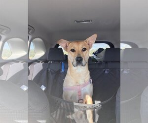 Carolina Dog-Unknown Mix Dogs for adoption in Rowlett, TX, USA