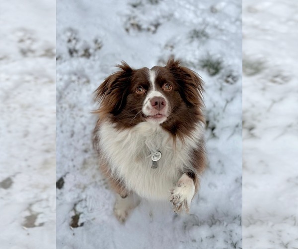 Medium Photo #1 Collie-Unknown Mix Puppy For Sale in Germantown, OH, USA