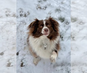 Collie-Unknown Mix Dogs for adoption in Germantown, OH, USA