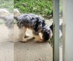 Small #2 Bernedoodle (Miniature)