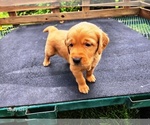 Small #2 Golden Retriever
