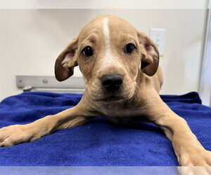 Labrador Retriever-Unknown Mix Dogs for adoption in San Clemente, CA, USA