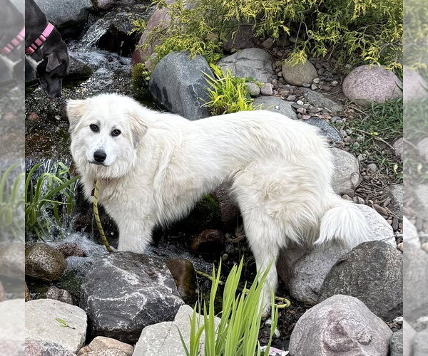 Medium Photo #4 Great Pyrenees-Unknown Mix Puppy For Sale in Mundelein, IL, USA