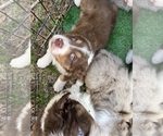 Small Photo #5 Australian Shepherd Puppy For Sale in BOLIVAR, TN, USA