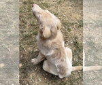 Small #3 Retriever  Mix