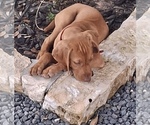 Puppy Melana Vizsla