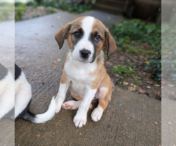 Medium Photo #4 Australian Shepherd-Unknown Mix Puppy For Sale in Vail, AZ, USA