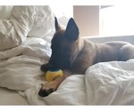 Small Photo #12 Belgian Malinois Puppy For Sale in KATY, TX, USA