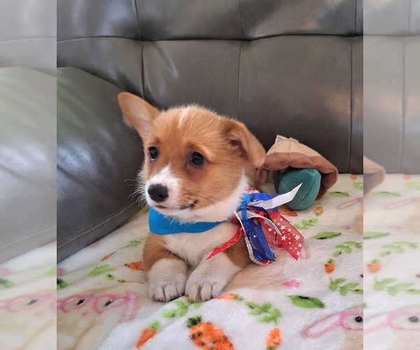 Medium Photo #2 Pembroke Welsh Corgi Puppy For Sale in ARROYO GRANDE, CA, USA