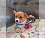 Small #1 Pembroke Welsh Corgi