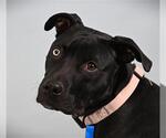 LATSO - Male Labrador Retriever-Unknown Mix Dog for Adoption - Small photo