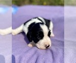 Puppy Sage English Springer Spaniel