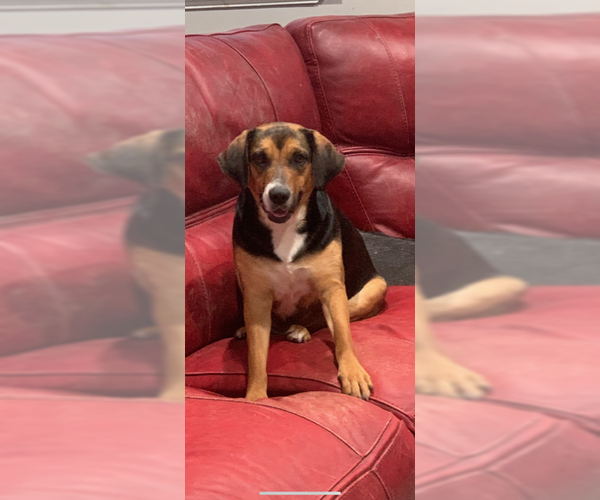 Medium Photo #1 Beagle-Unknown Mix Puppy For Sale in Jackson Township, NJ, USA