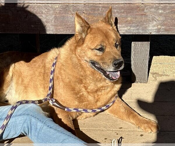 Medium Photo #2 Chow Chow-Unknown Mix Puppy For Sale in Incline Village, NV, USA