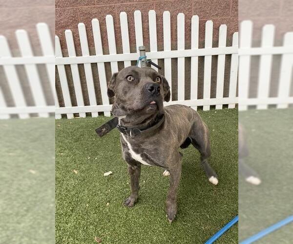 Medium Photo #1 Mutt Puppy For Sale in Modesto, CA, USA