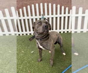 Mutt Dogs for adoption in Modesto, CA, USA