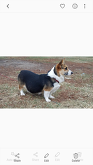 Mother of the Pembroke Welsh Corgi puppies born on 01/05/2018