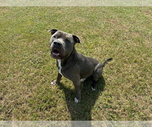 American Pit Bull Terrier Dogs for adoption in Grovetown, GA, USA