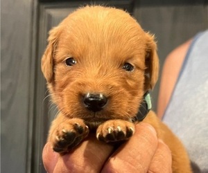 Medium Golden Retriever