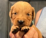 Puppy 7 Golden Retriever