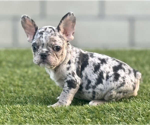 Medium Photo #6 French Bulldog Puppy For Sale in HOUSTON, TX, USA
