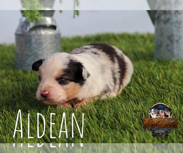 Medium Photo #29 Miniature Australian Shepherd Puppy For Sale in GRANBURY, TX, USA
