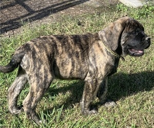 Mastiff Puppy for sale in CHAUVIN, LA, USA